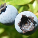 Blueberries
