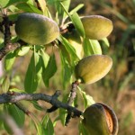 almond-tree-branch