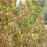 Chenopodium Quinoa