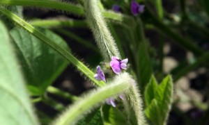 soybean-flowers