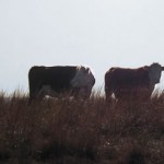 angus-beef-field