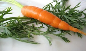 carrot