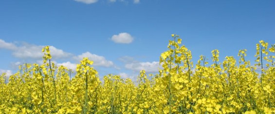 Canola Field