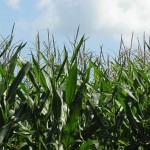 corn-fieldLG