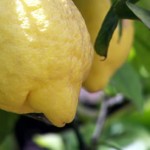 Lemons on Tree