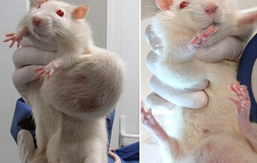 GMO_rats