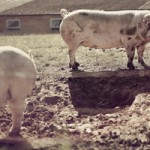 Pigs